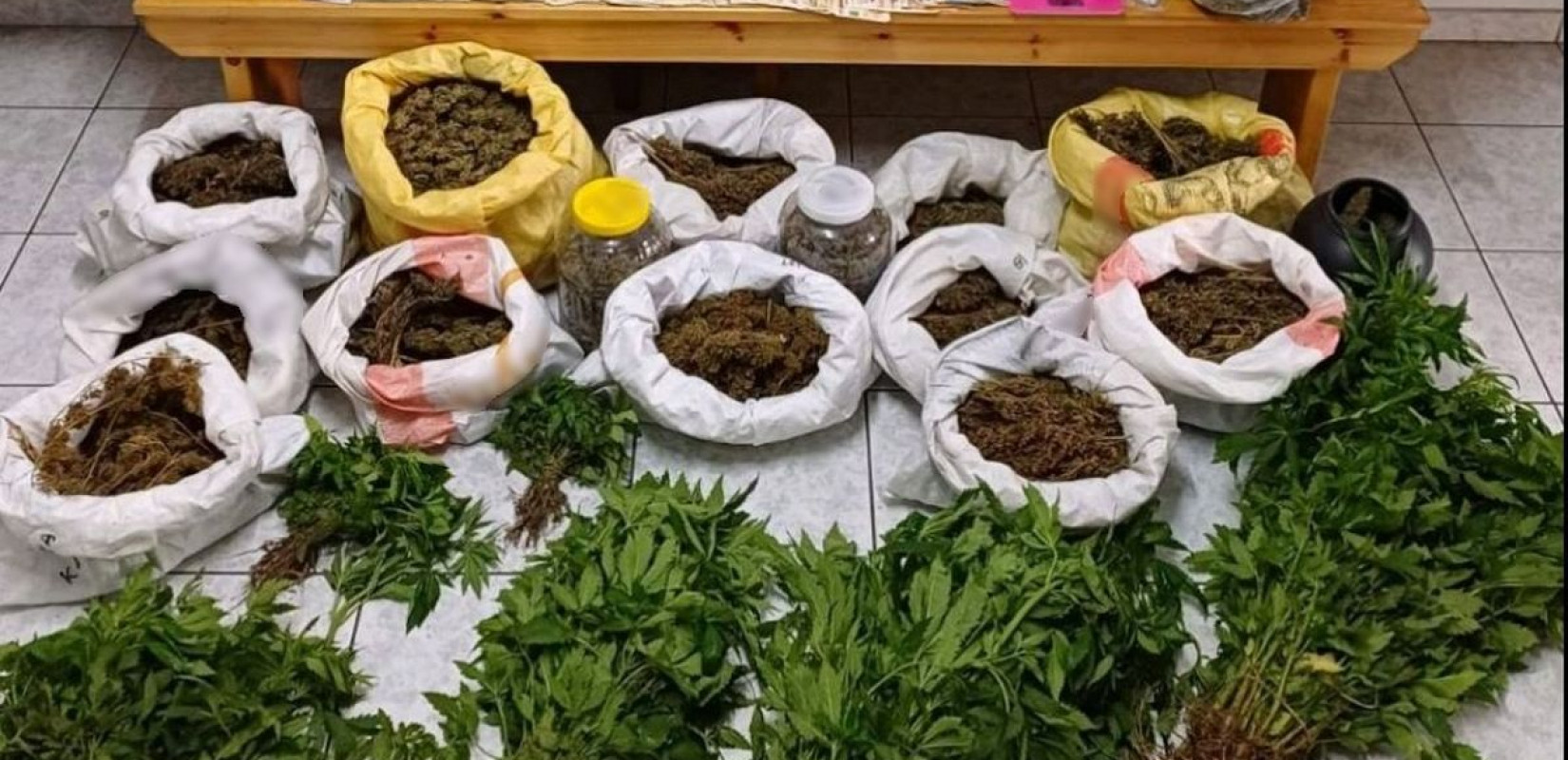 Χαλκιδική: Χειροπέδες σε καλλιεργητή κάνναβης - Καλλιεργούσε 305 δενδρύλλια σε περιφραγμένο χώρο στην αυλή του (φωτ.)