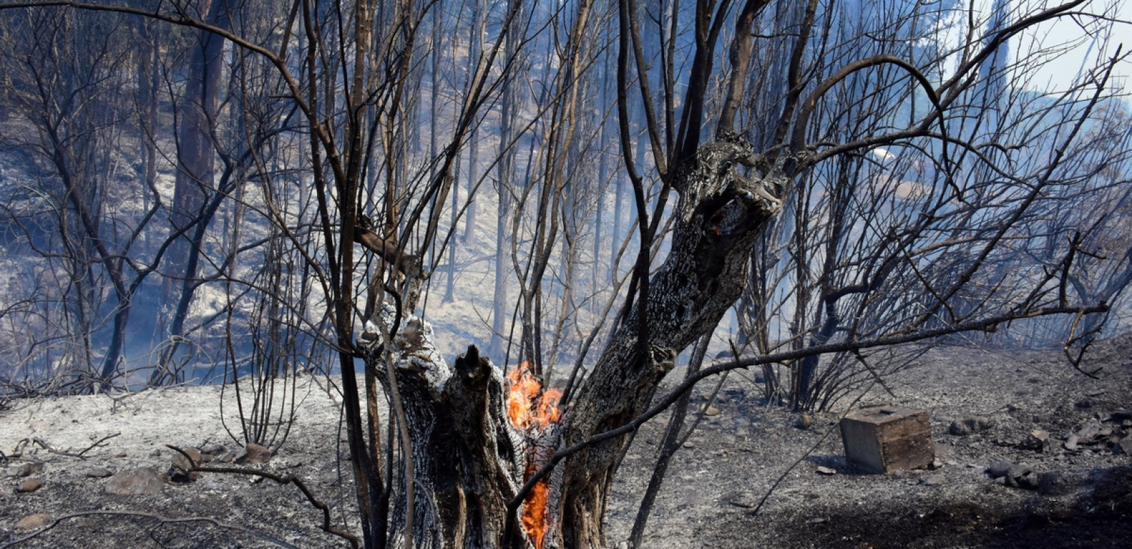 «Πράσινη προίκα» για αντιπυρική θωράκιση δασικών εκτάσεων  - Οι 196 δήμοι που είναι δικαιούχοι