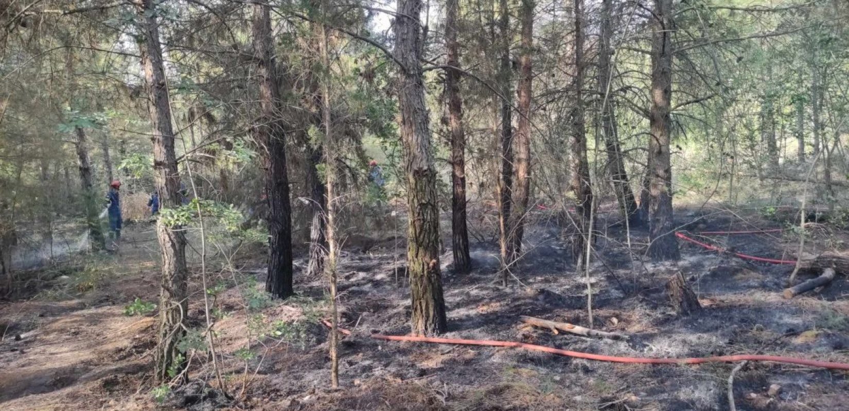 Θεσσαλονίκη: Συναγερμός για φωτιά στο Σέιχ Σου - Μία σύλληψη για εμπρησμό - Έρευνες και για συνεργούς (βίντεο - φωτ.)