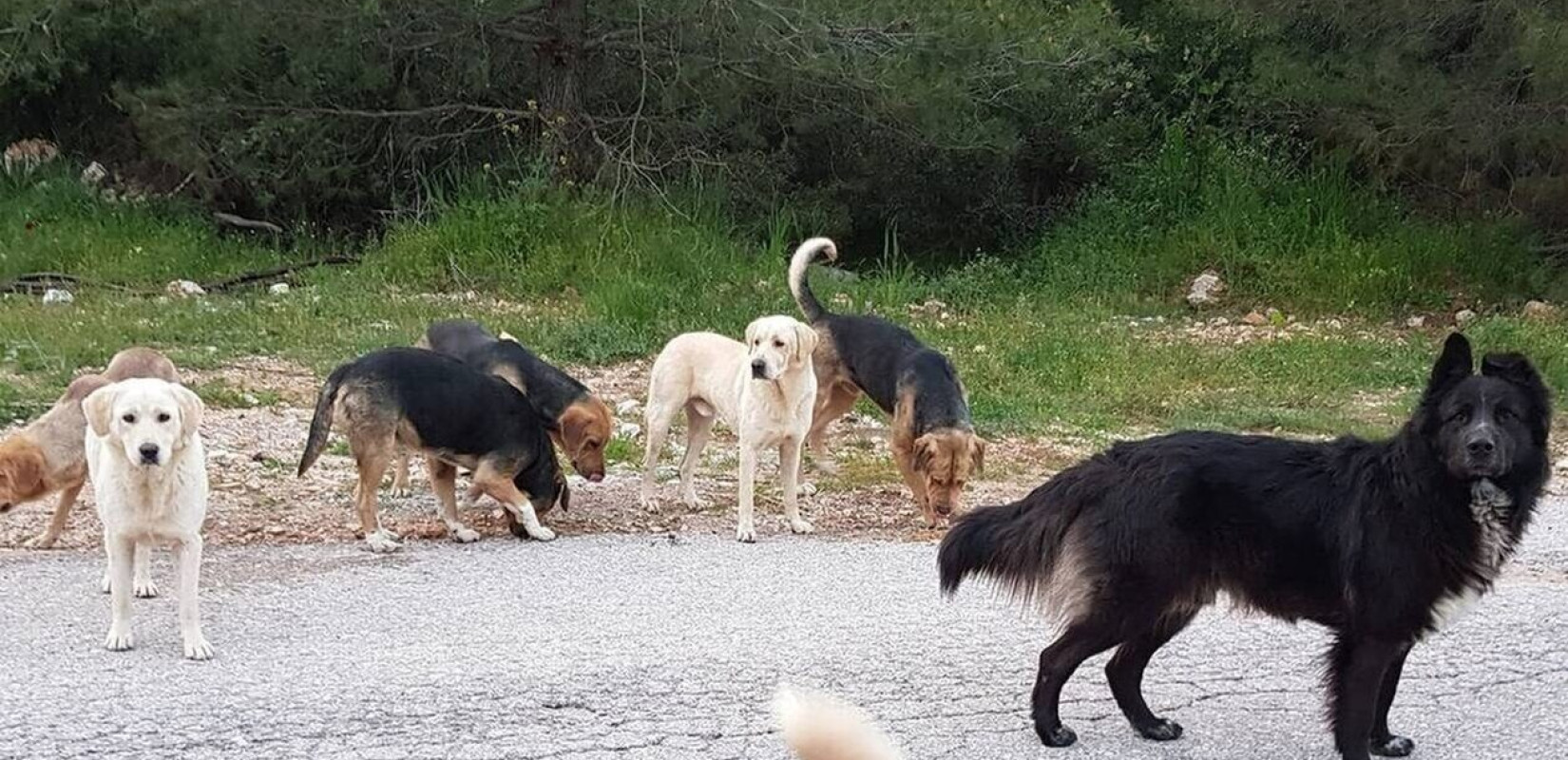 Θεσσαλονίκη: Επίθεση από αγέλη σκύλων δέχθηκε 44χρονη στο Φίλυρο