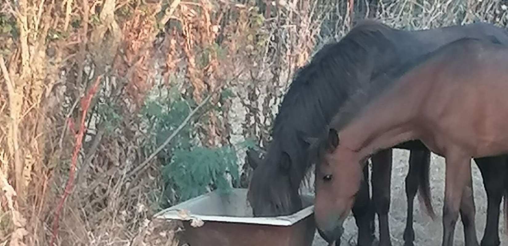 Δέλτα Έβρου: Οι αιτίες που δεν αντιμετωπίστηκαν, ο καύσωνας και οι θάνατοι των αλόγων