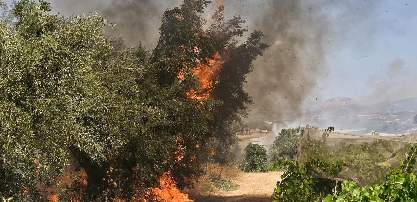 Φωτιά σε δασική έκταση στην Ηλεία - Δεν απειλούνται οικισμοί