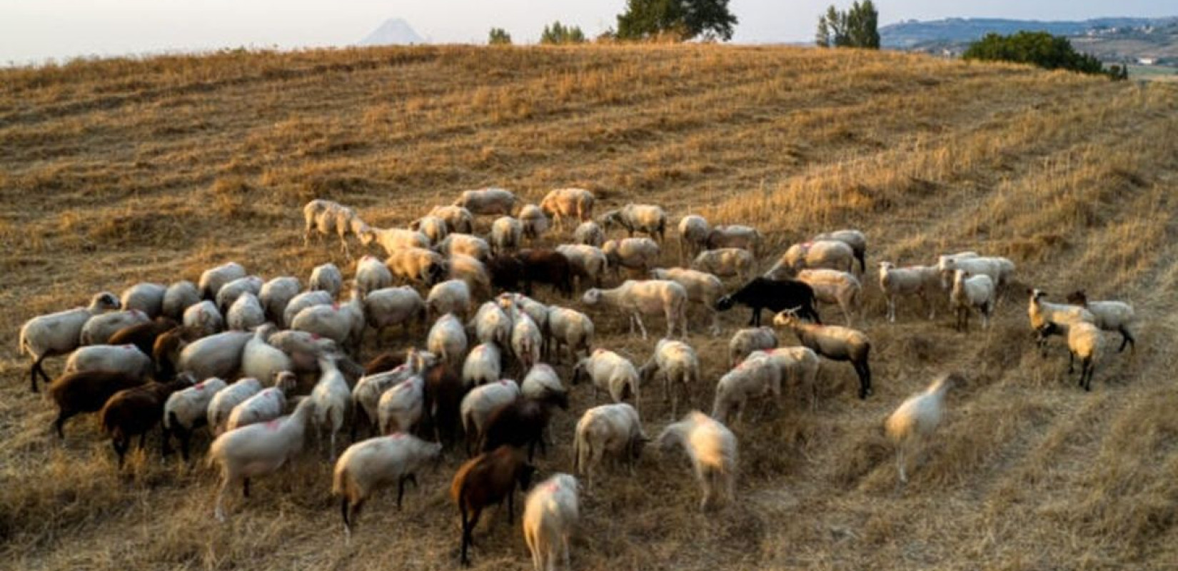 Ευλογιά αιγοπροβάτων: Σε απόγνωση οι κτηνοτρόφοι - «Οδηγήθηκαν σε σφαγή 60.000 ζώα»