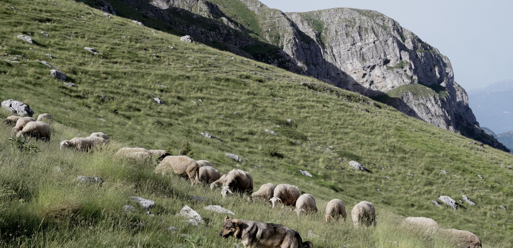 Κτηνιατρική επιχείρηση στη Δυτική Ελλάδα για την πανώλη των μικρών μηρυκαστικών