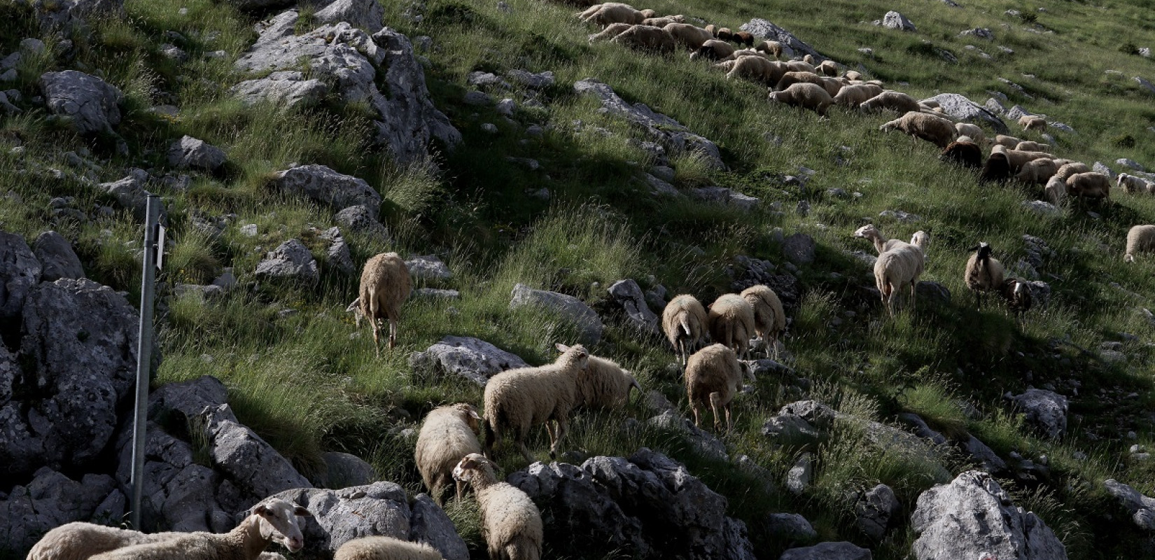 Στον «πυρετό» της ευλογιάς ο Έβρος: 6.300 θανατώσεις ζώων - Ύποπτο κρούσμα στον Δήμο Παγγαίου - Καβάλας