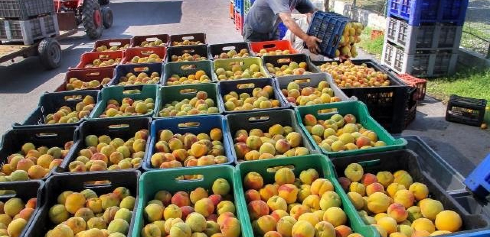 «Χρυσά» τα ελληνικά ροδάκινα στη Νότια Κορέα