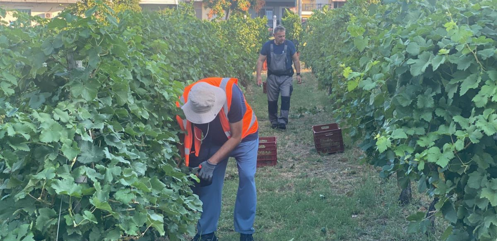 Θεσσαλονίκη: Στον τρύγο ξανά για τη συγκομιδή των ερυθρών ποικιλιών του αστικού αμπελώνα