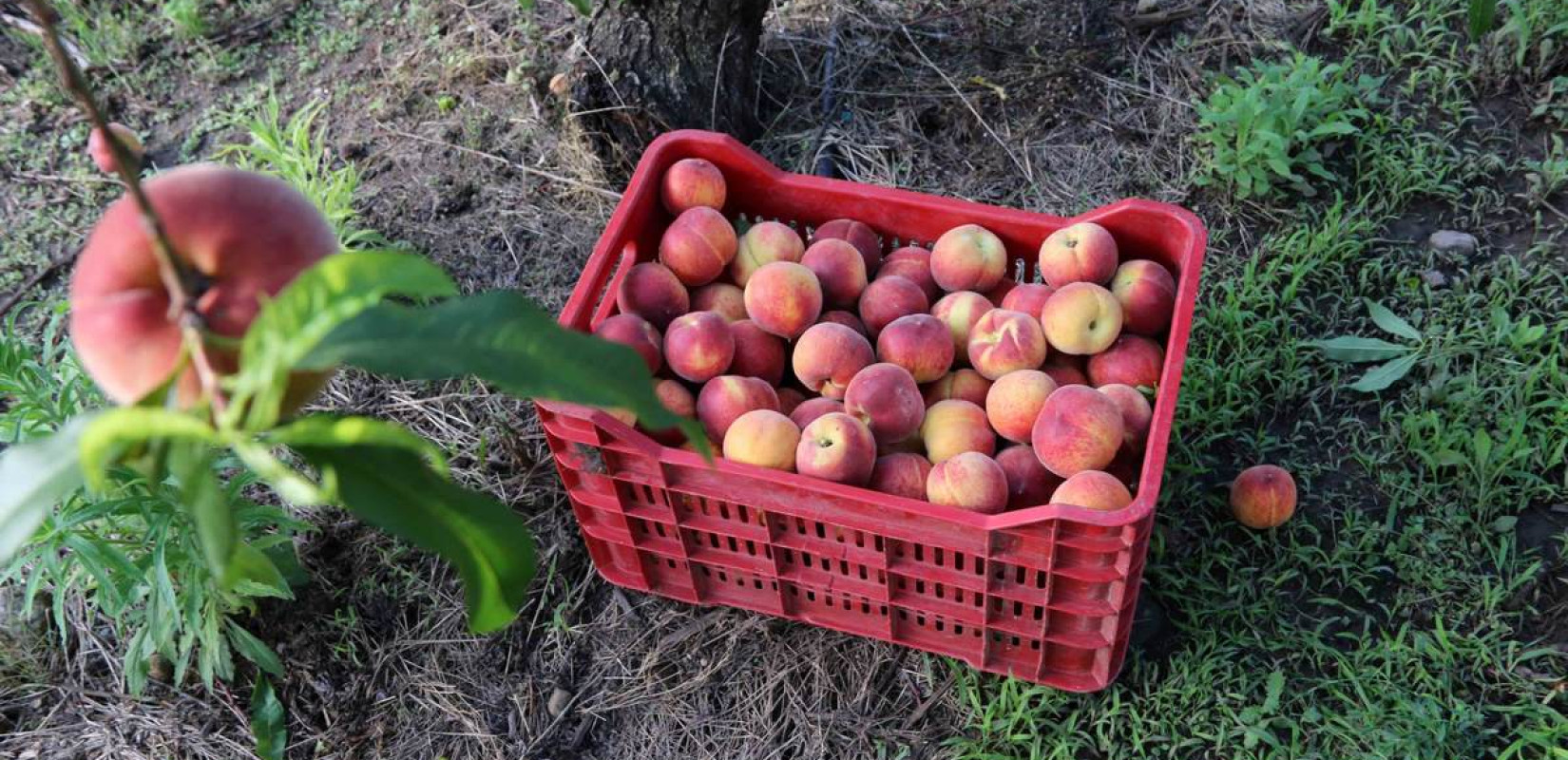 Στο ΦΕΚ η απόφαση για αποζημιώσεις στα παραμορφωμένα φρούτα της Βόρειας Ελλάδας