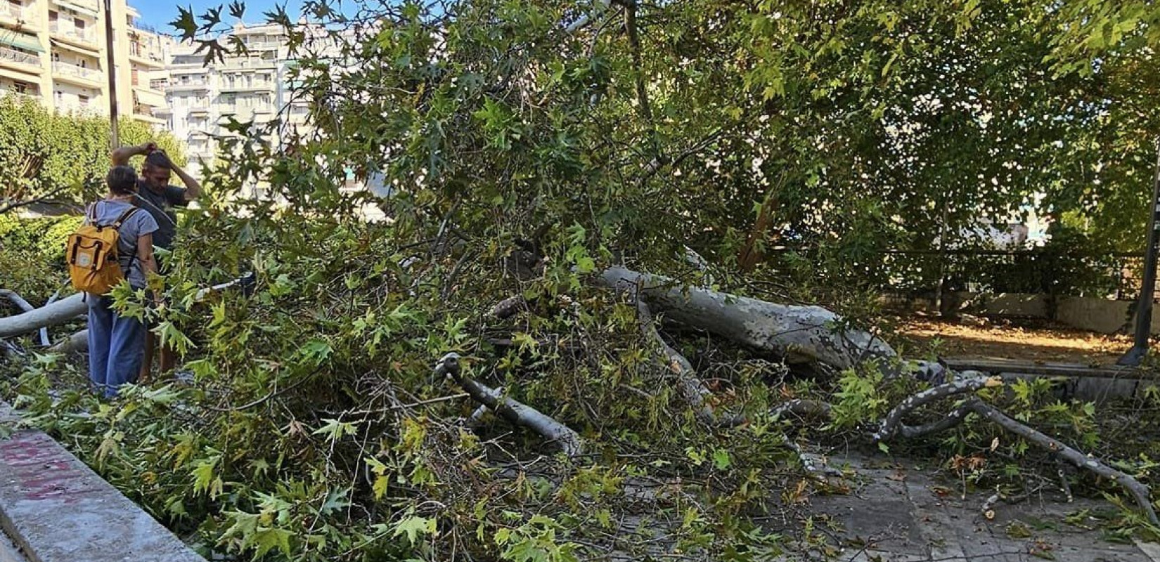 Σε κίνδυνο τα τέσσερα αιωνόβια πλατάνια της Θεσσαλονίκης