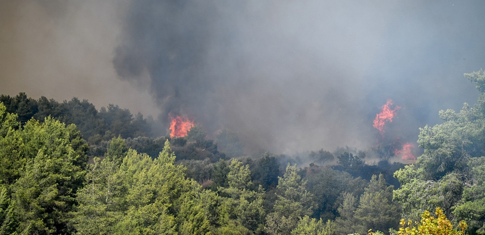 Σύλληψη για απόπειρα εμπρησμού από πρόθεση σε δασική έκταση στην Εύβοια