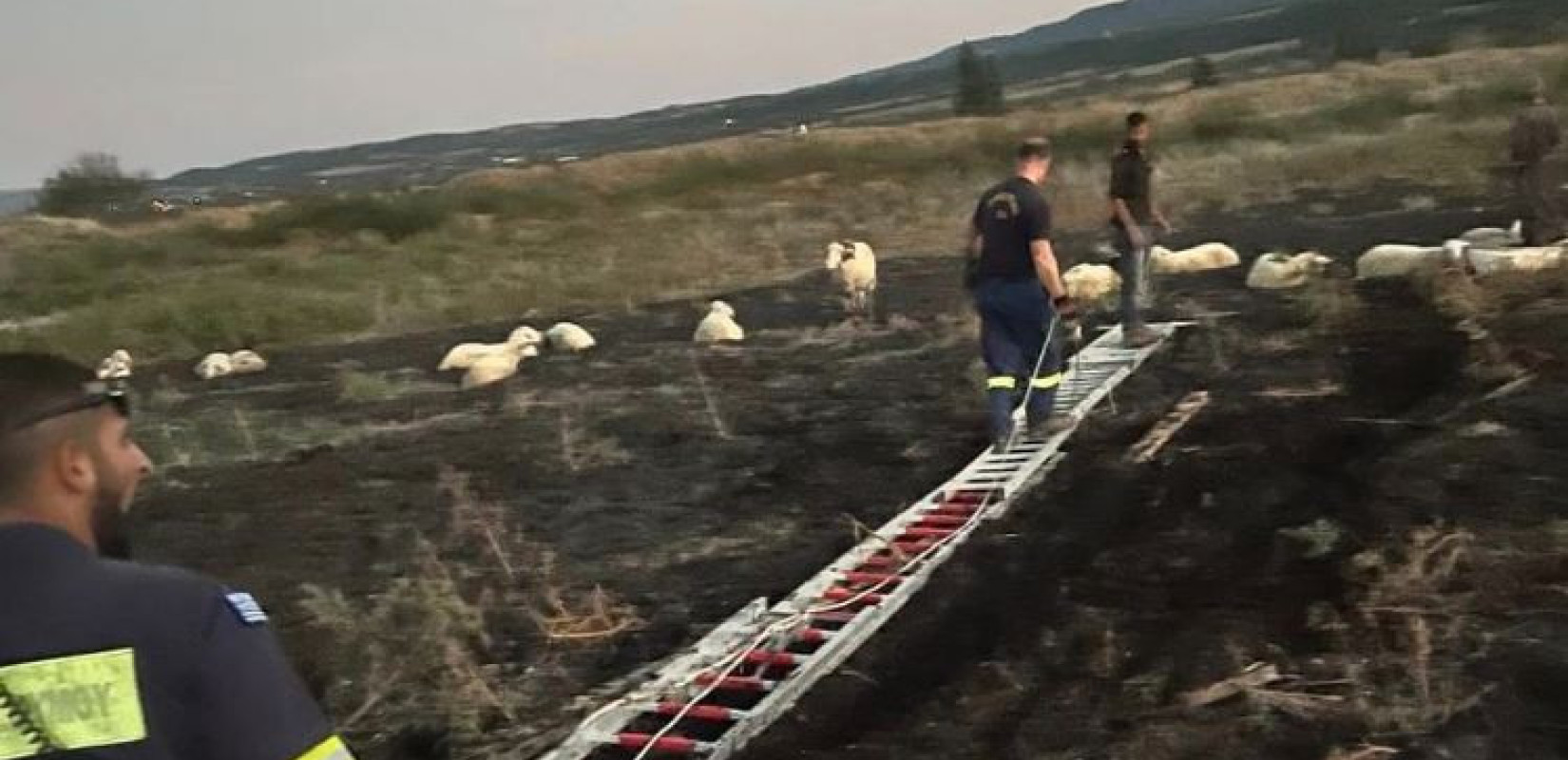 Μια διαφορετική επιχείρηση διάσωσης στη Θεσσαλονίκη: Πυροσβέστες έσωσαν πρόβατα που είχαν κολλήσει σε βάλτο (φωτ.)