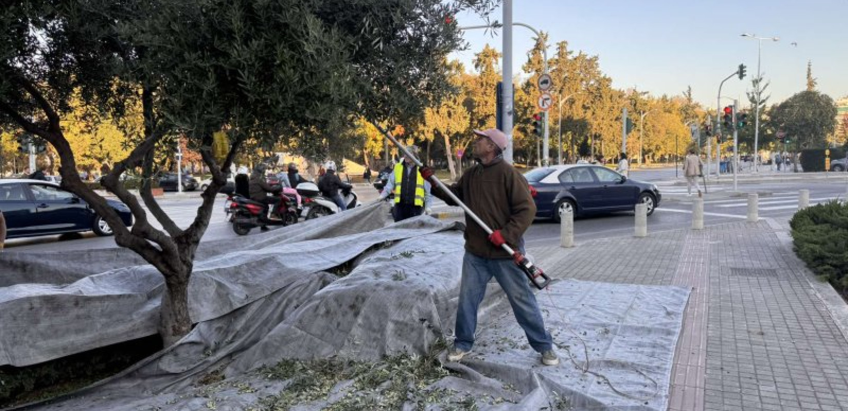 Θεσσαλονίκη: Ξεκίνησε η συγκομιδή του ελαιοκάρπου από τα 150 αιωνόβια δέντρα της πόλης (βίντεο, φωτ.)