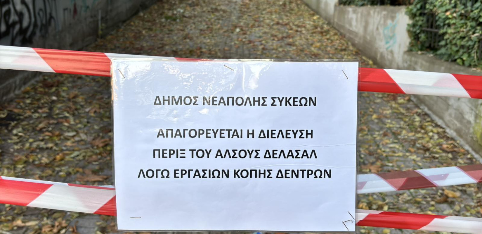 Θεσσαλονίκη: Δέντρο έγειρε επικίνδυνα στο Δελασάλ - Δείτε φωτογραφίες