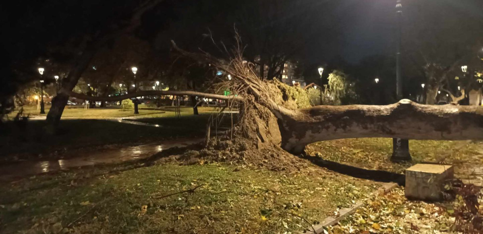 Θεσσαλονίκη: Η κακοκαιρία Bora διέλυσε τα δέντρα στη ρωμαϊκή αγορά - Δείτε φωτογραφίες