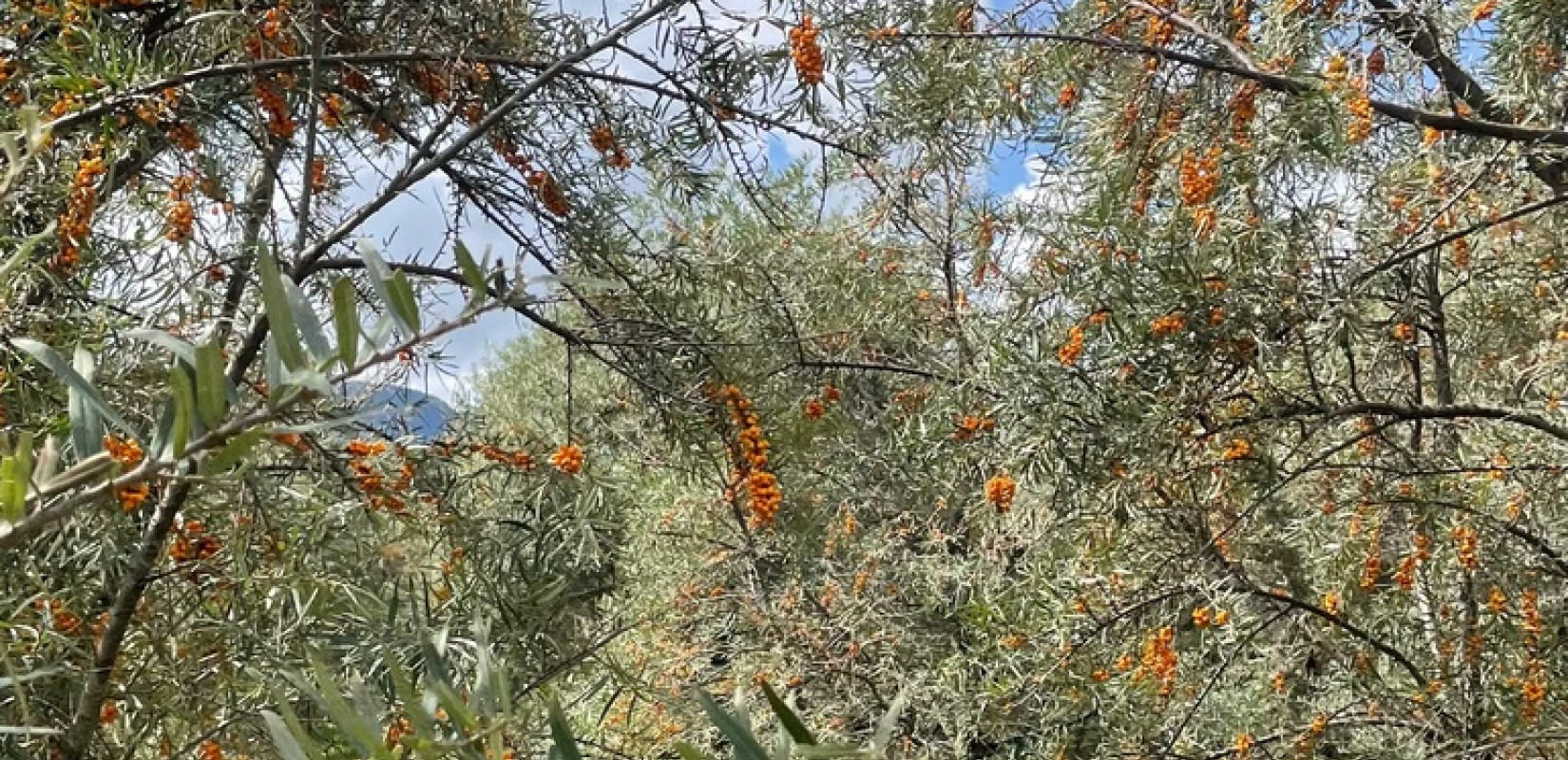 Το ΑΠΘ αναπτύσσει γιαούρτι και μπάρα δημητριακών με ποικιλίες ιπποφαούς