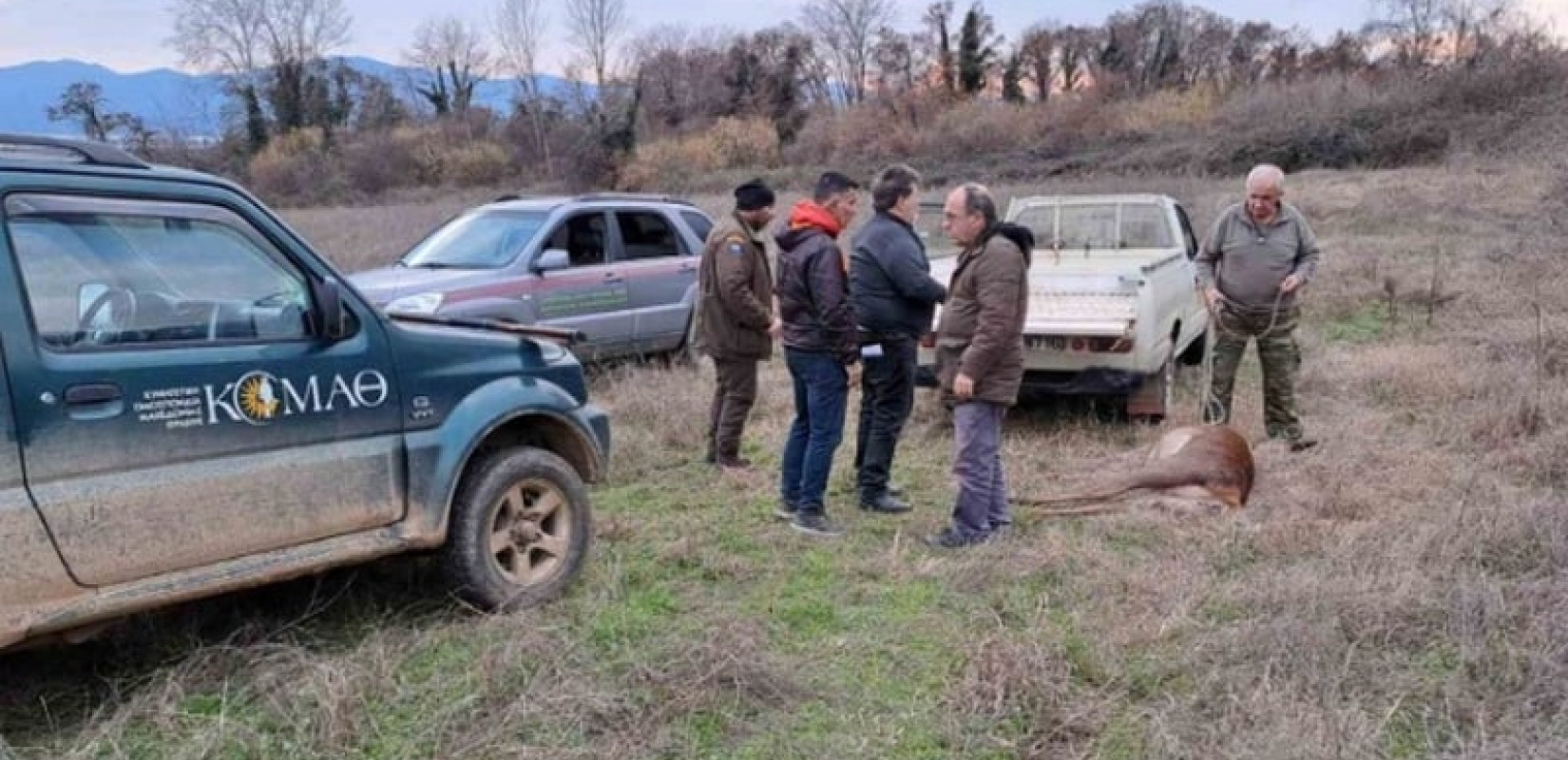 Λαθροθήρας πυροβόλησε και σκότωσε ελάφι που κυοφορούσε στην Κερκίνη