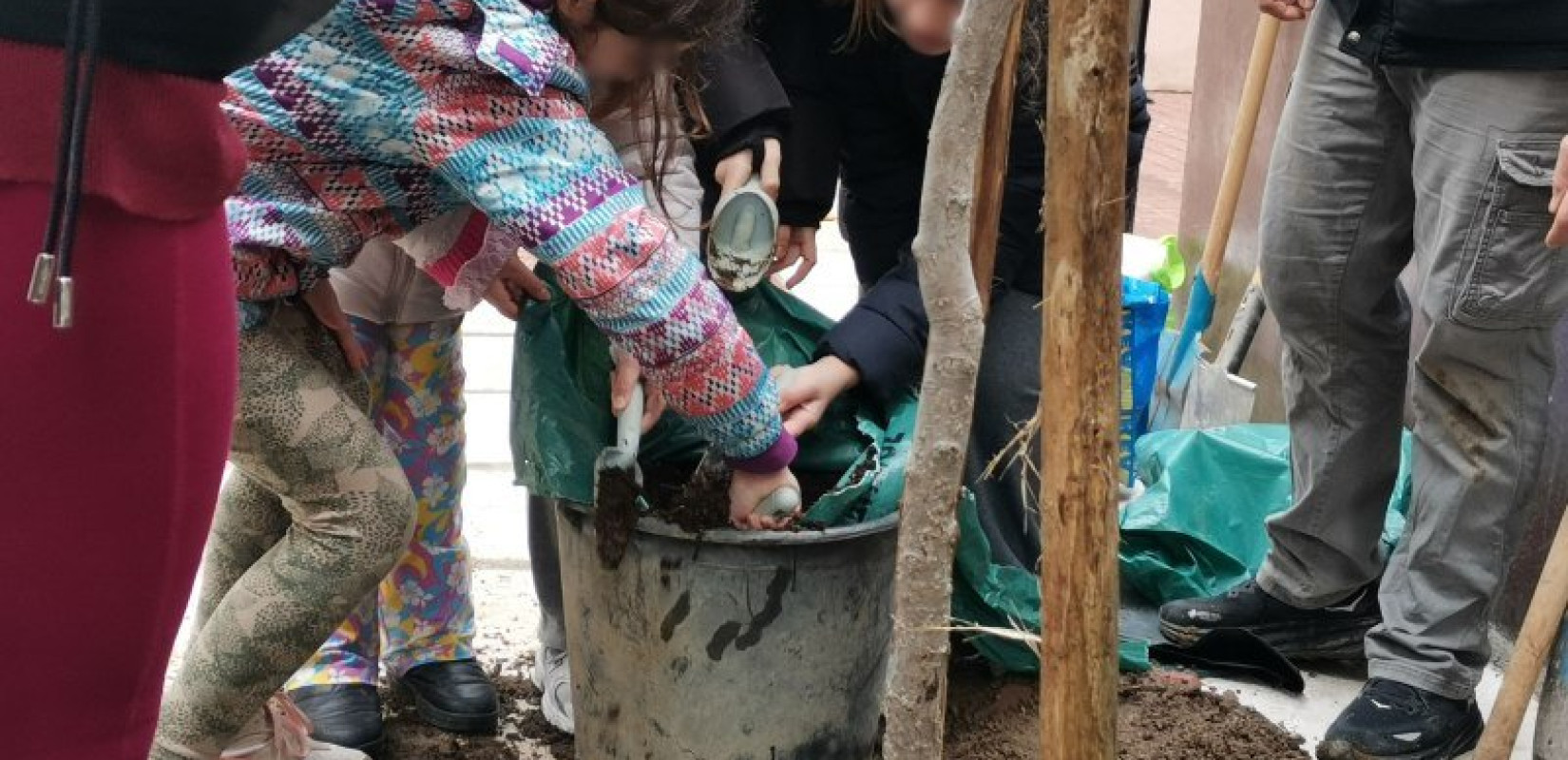 Θεσσαλονίκη: Μαθητές και μαθήτριες του 43ου Δημοτικού σχολείου φύτεψαν μία νεαρή λικιδάμβαρη