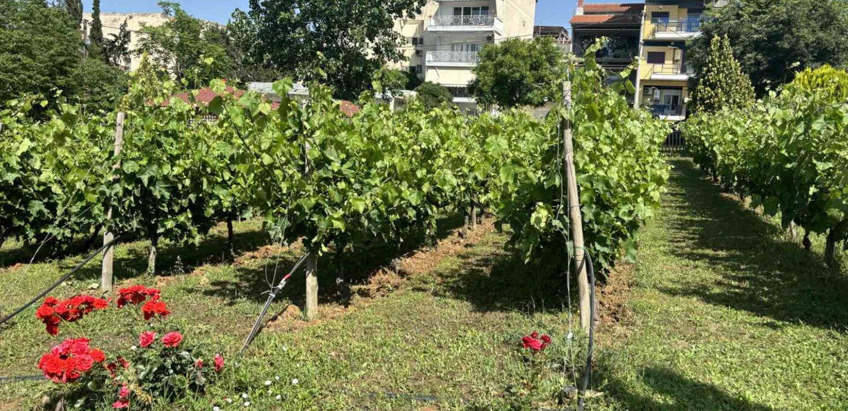 Αστικός αμπελώνας Θεσσαλονίκης: Ένας μικρός πράσινος παράδεισος στην καρδιά της πόλης (βίντεο)