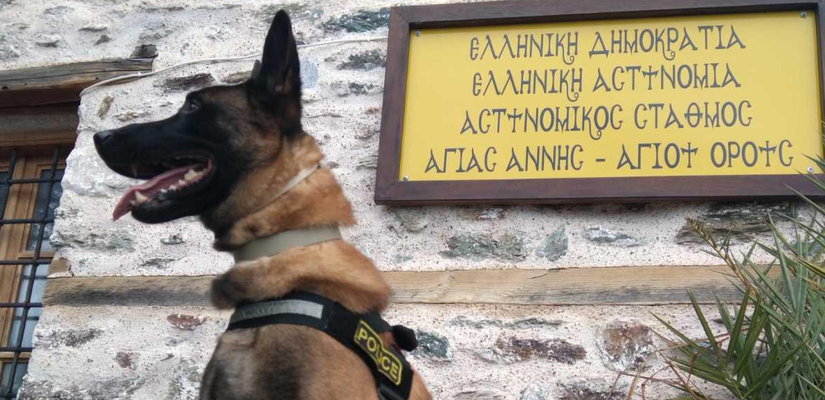 Θεσσαλονίκη: Βγαίνει στη σύνταξη ο Όσκαρ, ο πιο διάσημος σκύλος περιπολίας της ΕΛΑΣ