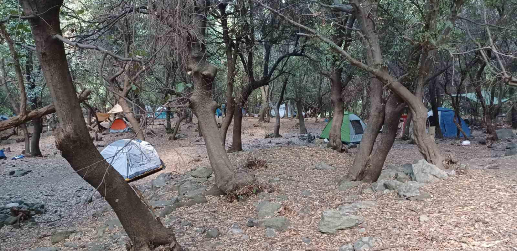 Κάμπινγκ Φυσικής Διαβίωσης Πλατιά