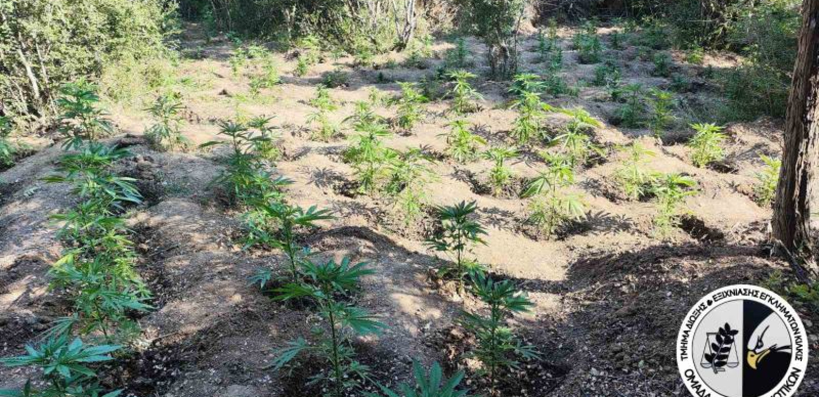 Θεσσαλονίκη: «Φύτεψαν» 453 δενδρύλλια κάνναβης σε δασική περιοχή - Δύο συλλήψεις