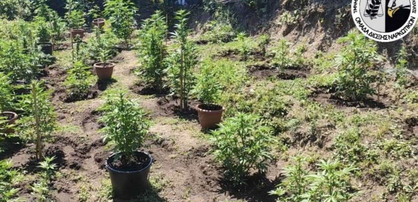 Θεσσαλονίκη: Αγρότης με... δεύτερη καλλιέργεια συνελήφθη για 60 δενδρύλλια κάνναβης στον Λαγκαδά (βίντεο)