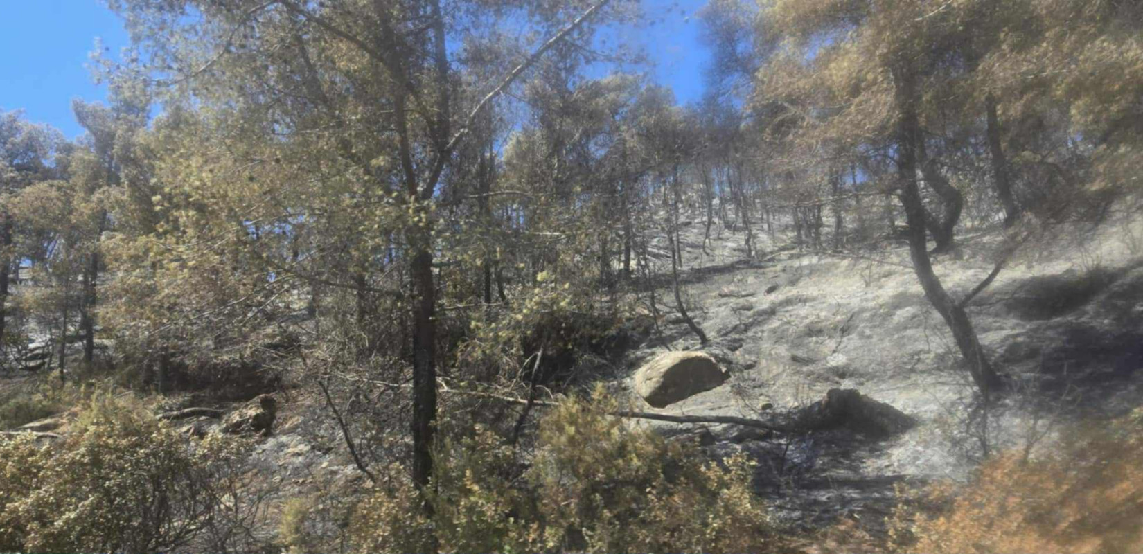 Χαλκιδική: Κάηκαν 400 στρέμματα δάσους στη Βουρβουρού- Αποκαρδιωτικές εικόνες μετά το πέρασμα της πύρινης λαίλαπας