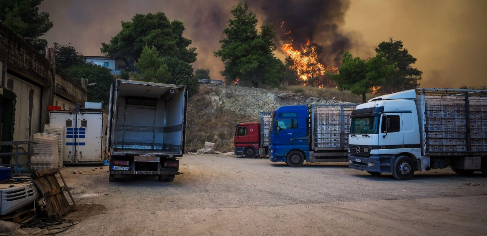 Εύβοια - φωτιά: Χιλιάδες ζώα κάηκαν ζωντανά - Καταστράφηκαν κτηνοτροφικές μονάδες