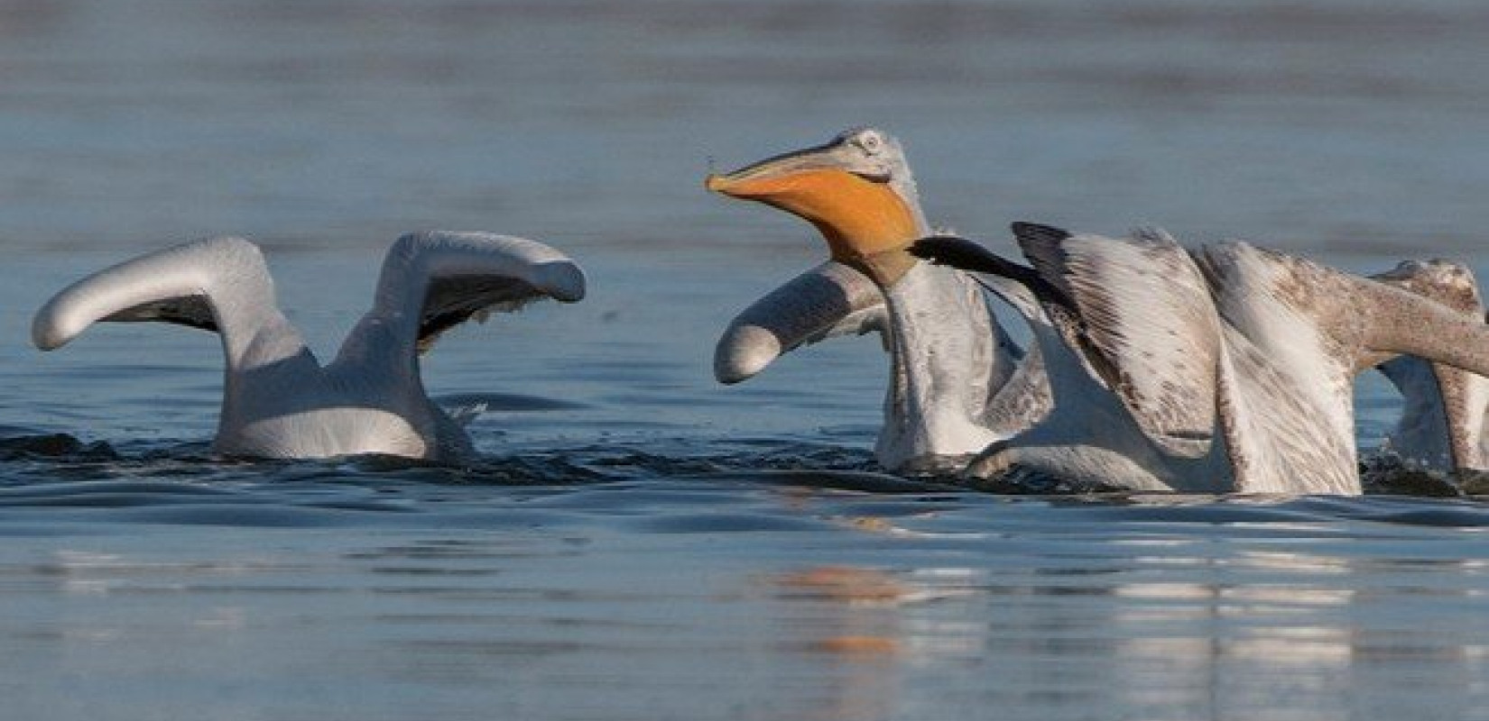 Θεσσαλονίκη: «Pelican Watch», μια εφαρμογή της επιστήμης των πολιτών για τους πελεκάνους