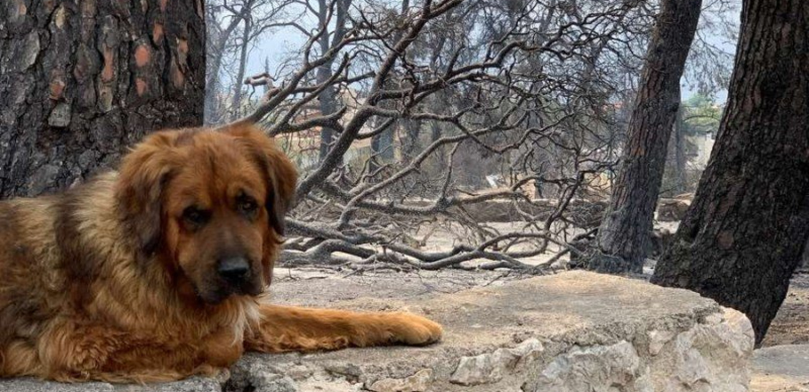 Πυρόπληκτα ζώα παγιδευμένα στις φλόγες: «Λύστε τα δεσμά τους πριν φύγετε – Δεν μπορούν να σωθούν μόνα τους»