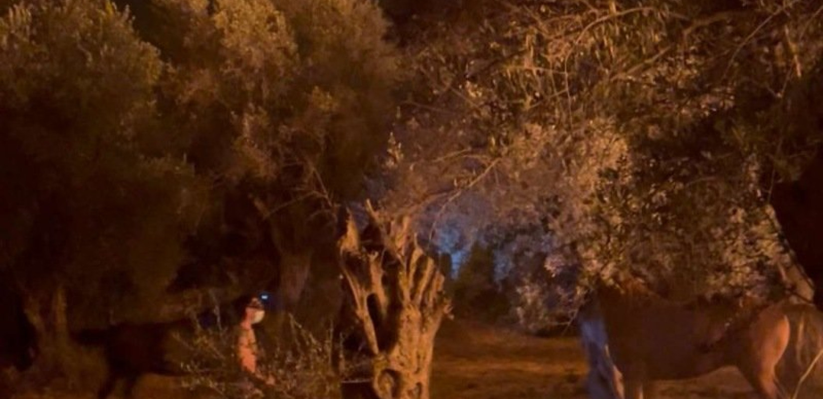 Φωτιά στη Χίο: Παρά τρίχα διασώθηκαν δύο άλογα στη Βολισσό – Συγκινητική κινητοποίηση για τα εγκλωβισμένα ζώα (βίντεο)