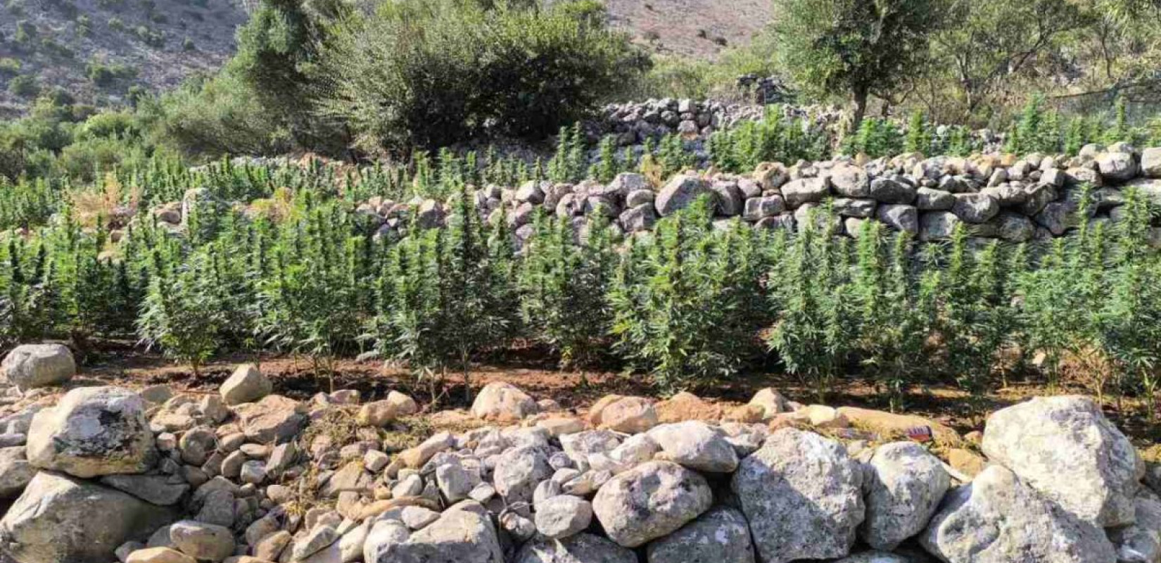 Σπάρτη: Συνελήφθησαν 4 άνδρες που καλλιεργούσαν 2.250 δέντρα κάνναβης στη Μάνη (βίντεο)