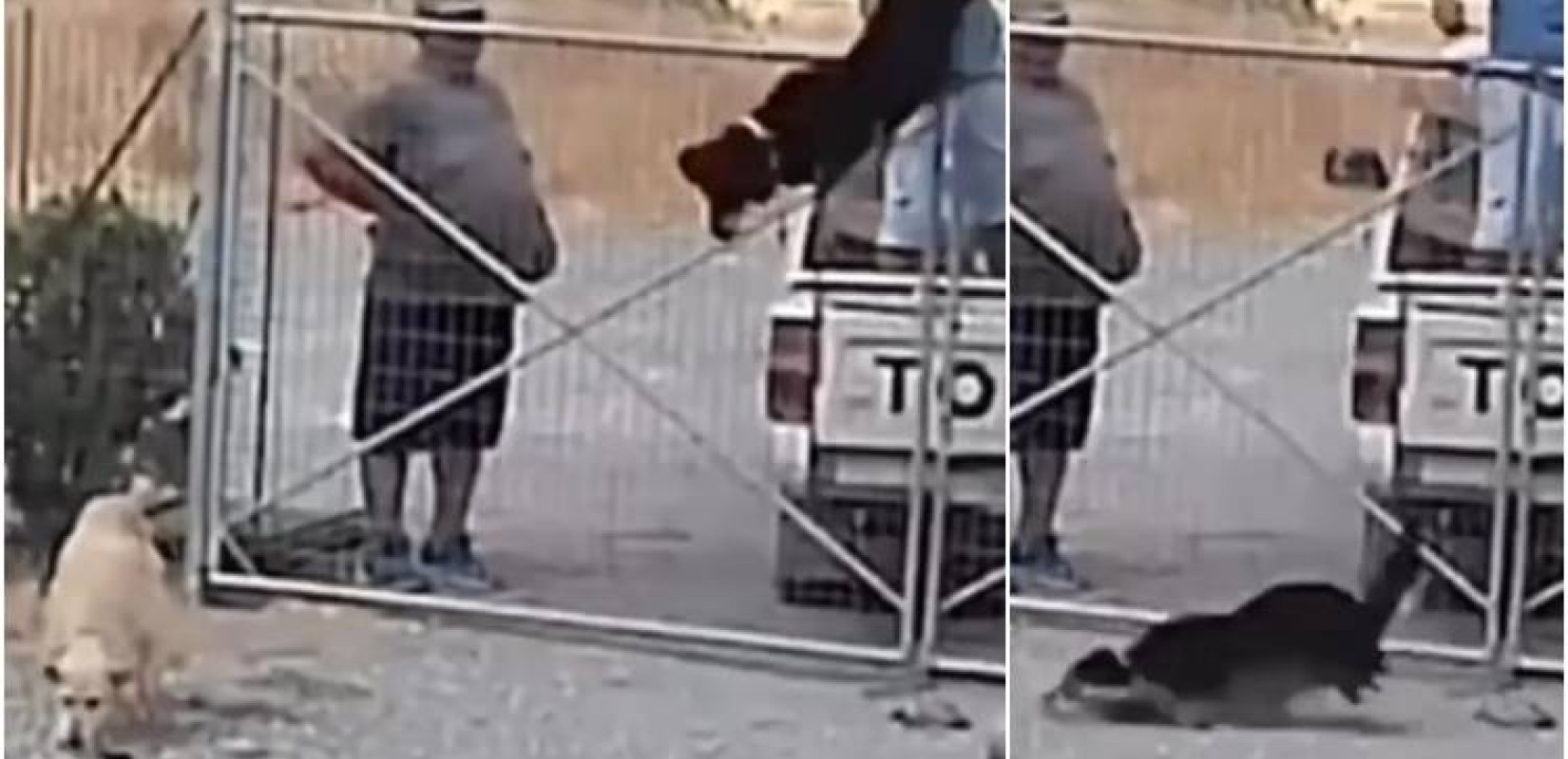 Λήμνος: Εγκατέλειψαν 3 σκύλους πετώντας τους μέσα στο κυνοκομείο - Δείτε βίντεο