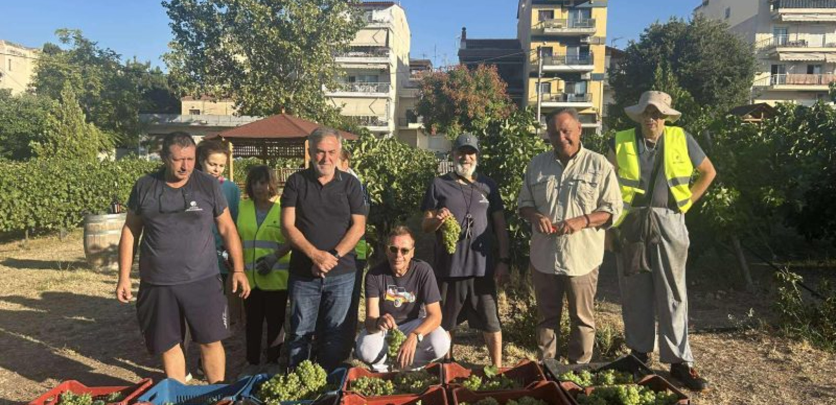 Άρχισε ο τρύγος στον αστικό Αμπελώνα του δήμου Θεσσαλονίκης (βίντεο)