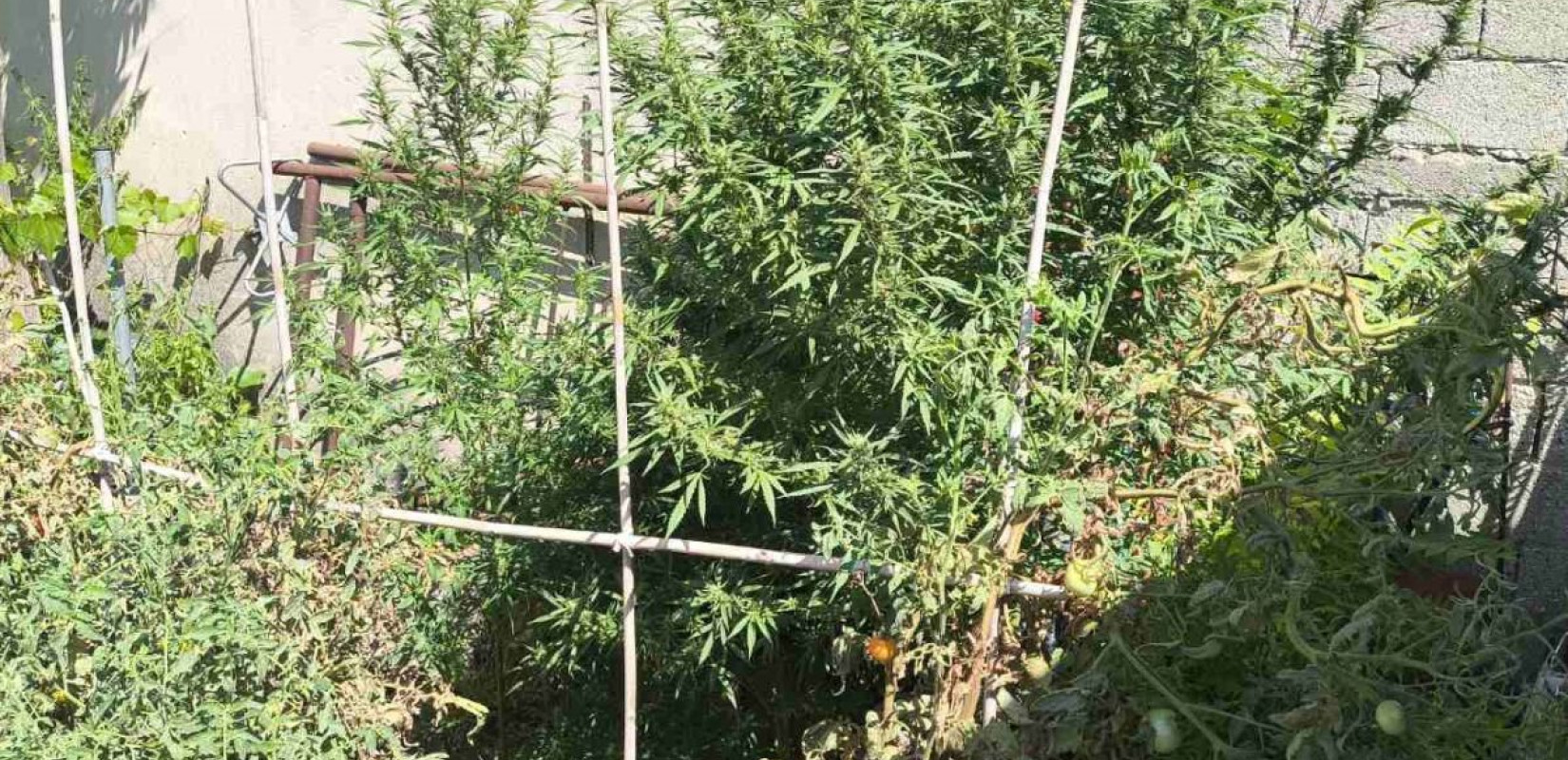 Βέροια: Συνελήφθη για πέντε δενδρύλλια κάνναβης