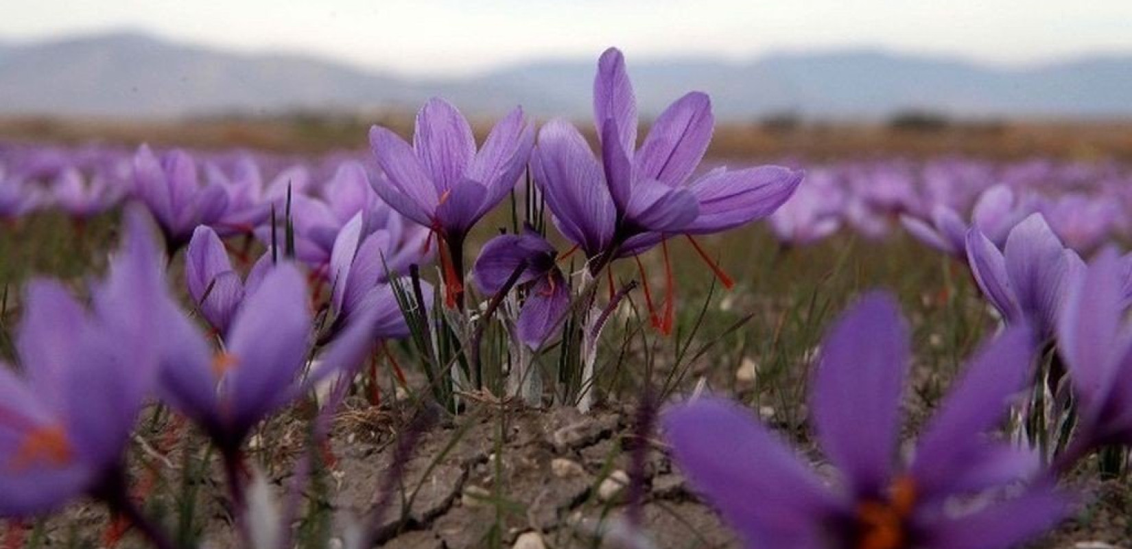 Κρόκος Κοζάνης: Η καλύτερη χρονιά για τον «κόκκινο θησαυρό», που ανθεί διεθνώς