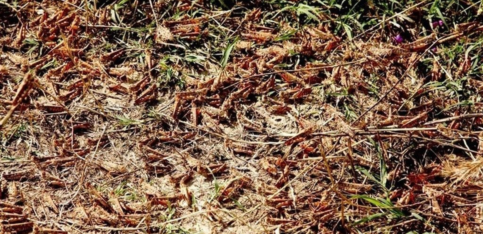 ΗΠΑ: Έφτιαξαν... υλικό που πηδάει σαν ακρίδα