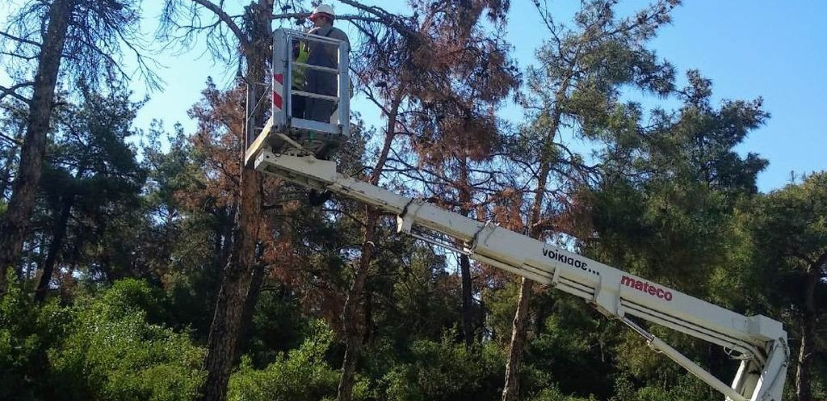 Ξεκίνησε αποψίλωση δέντρων στο Πανόραμα ο δήμος Πυλαίας Χορτιάτη