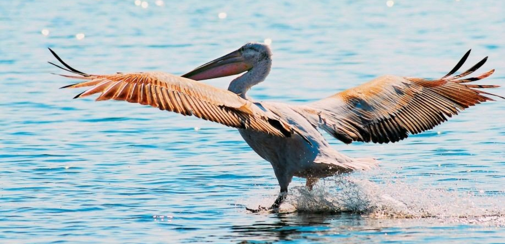 Επιχείρηση διάσωσης αργυροπελεκάνου