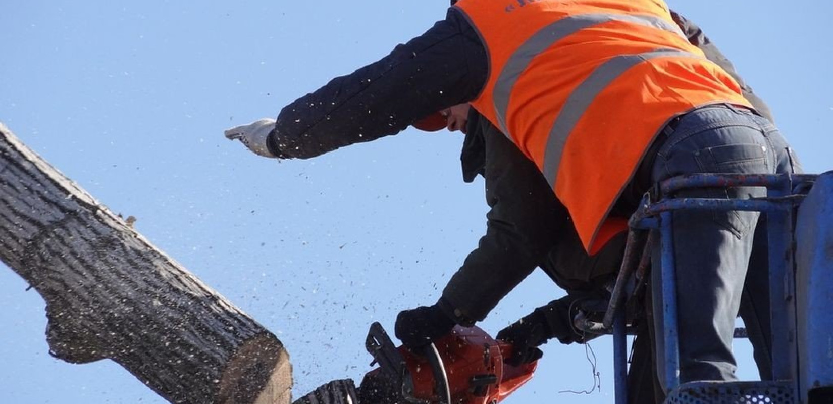 Αντιδράσεις φέρνει η απόφαση του δήμου Θεσσαλονίκης να κόψει 175 δέντρα στην οδό Κρήτης 