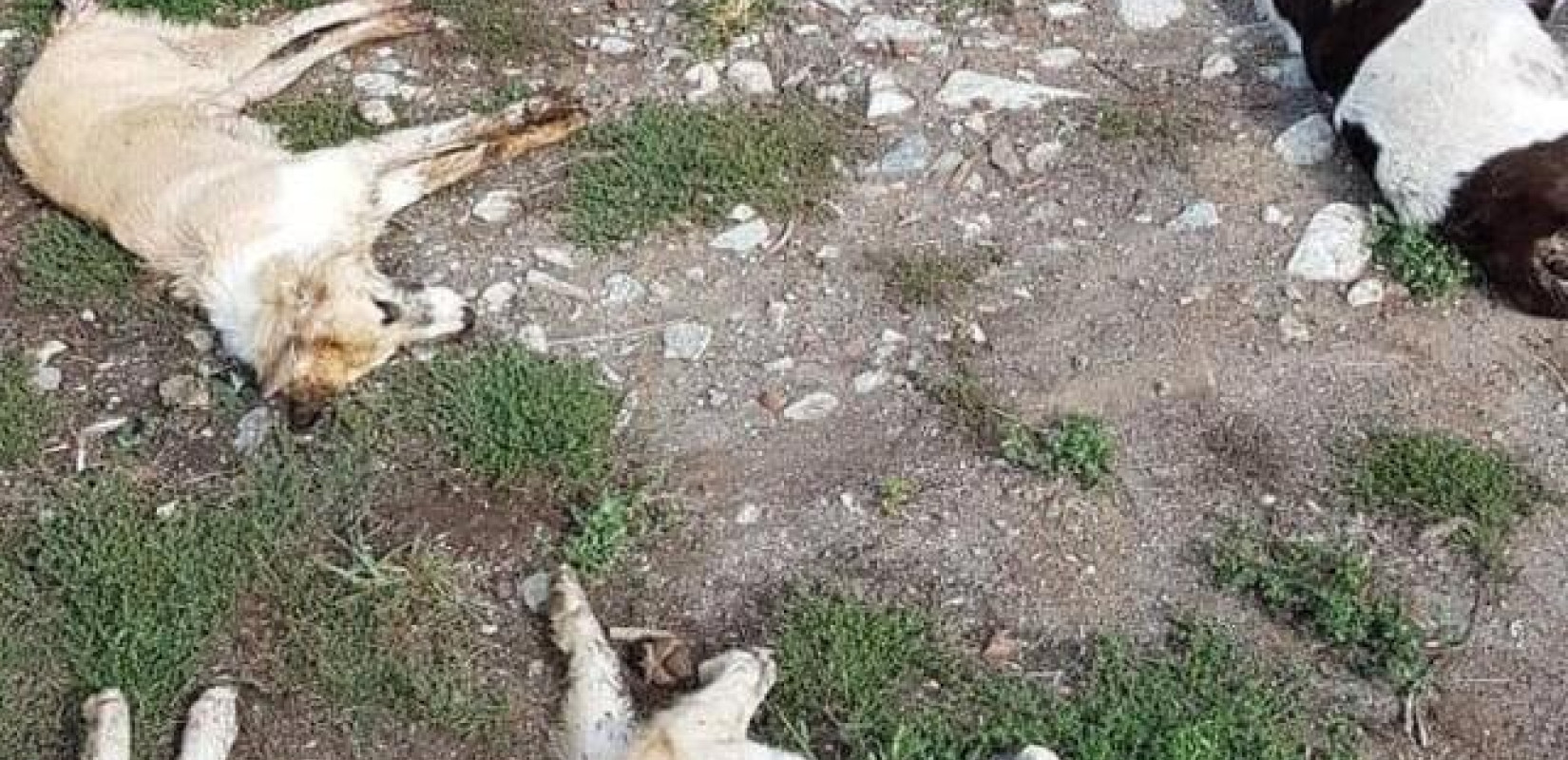 Καρδίτσα: Έριξαν φόλες και σκότωσαν τα δύο σκυλιά του - Επικήρυξε τους δράστες με 2.000 ευρώ (βίντεο)