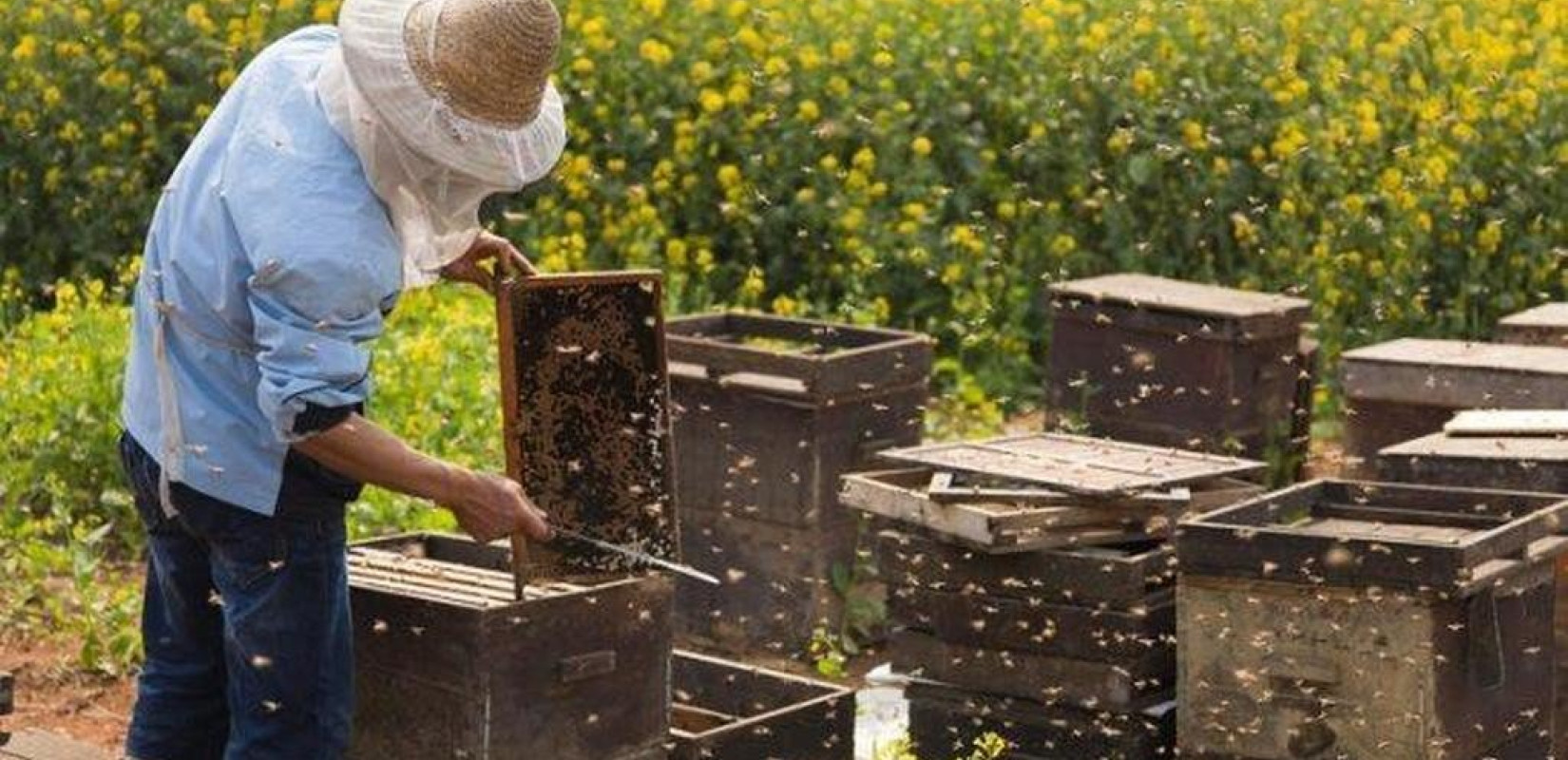 Σχεδόν 47.000 μελισσοκόμοι έχουν ενταχθεί στο ηλεκτρονικό μητρώο για το ελληνικό σήμα στο μέλι