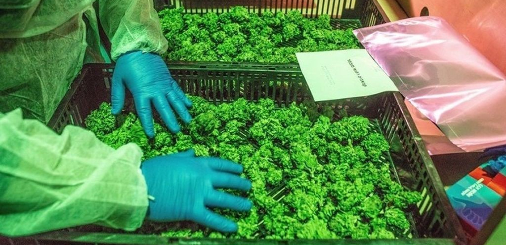 Ιταλία: Τέλος τα προϊόντα cbd - Απαγόρευση πώλησης κάθε παράγωγου μαλακών ναρκωτικών
