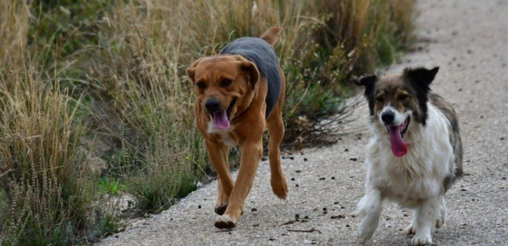 ΔΠΘ: Τμήμα αναστέλλει τη λειτουργία του επ' αόριστον… λόγω αδέσποτων