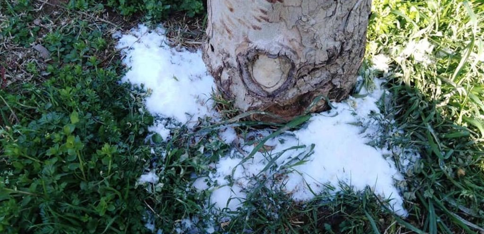 Θεσσαλονίκη: Ξεραίνουν κάποιοι τα πλατάνια πριν την ώρα τους στην Νέα Παραλία 
