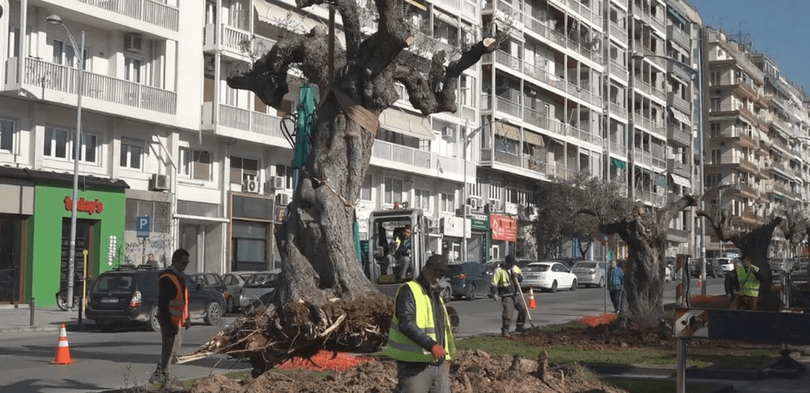 Θεσσαλονίκη: Τριάντα αιωνόβια ελαιόδεντρα στην Αγγελάκη (Φωτ.)