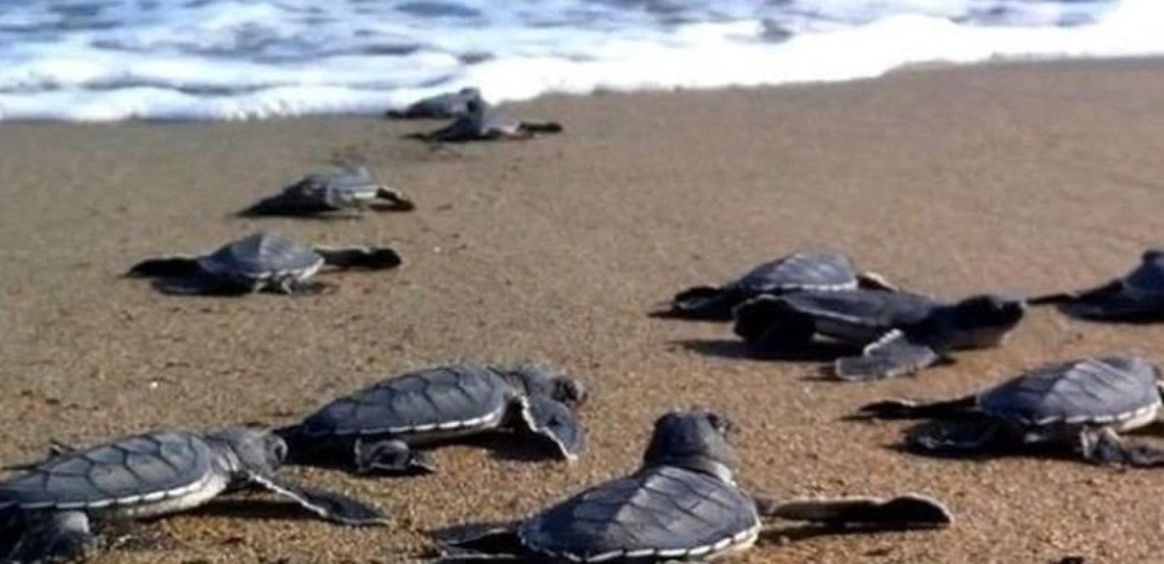 Τα πρώτα χελωνάκια του 2025 έφτασαν στη θάλασσα – Ρεκόρ πρώιμης εκκόλαψης στην Πελοπόννησο