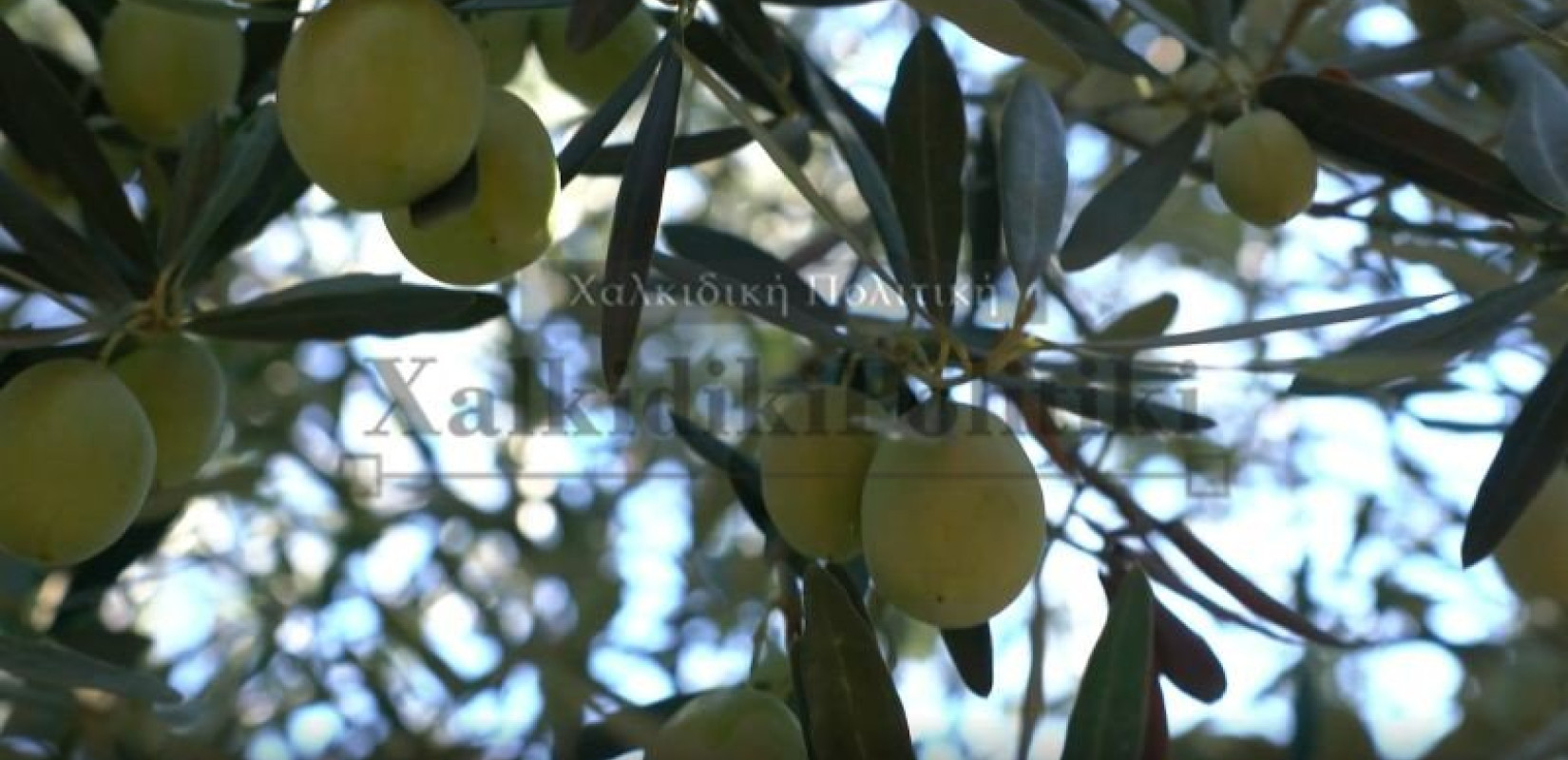 Χαλκιδική: Πρόωρα θα γίνει η συγκομιδή της πράσινης ελιάς - Ανάγκη για εργατικό δυναμικό