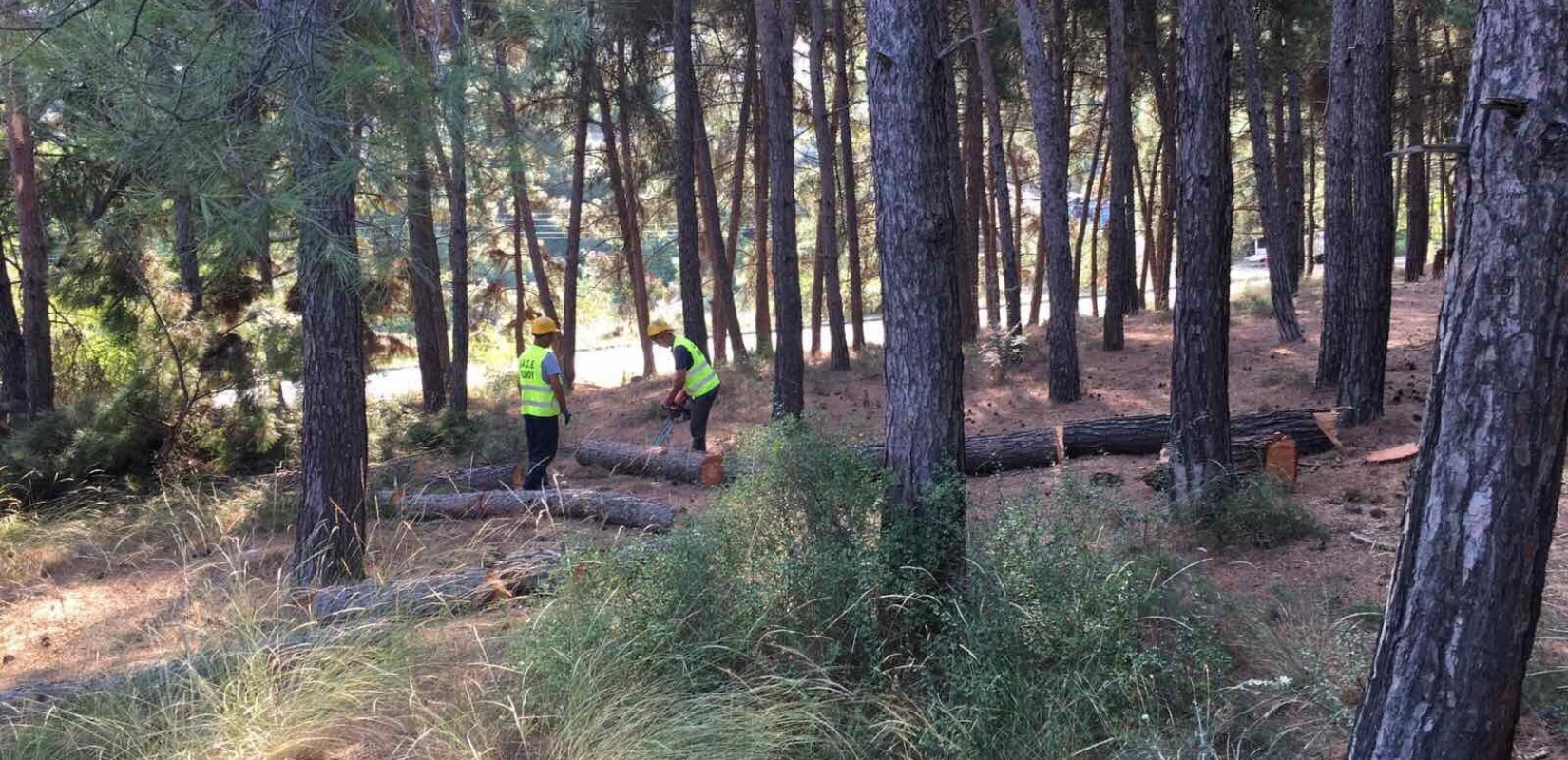 Σέρρες: Σκοτώθηκε 42χρονος υλοτόμος - Τον πλάκωσε δέντρο εν ώρα εργασίας