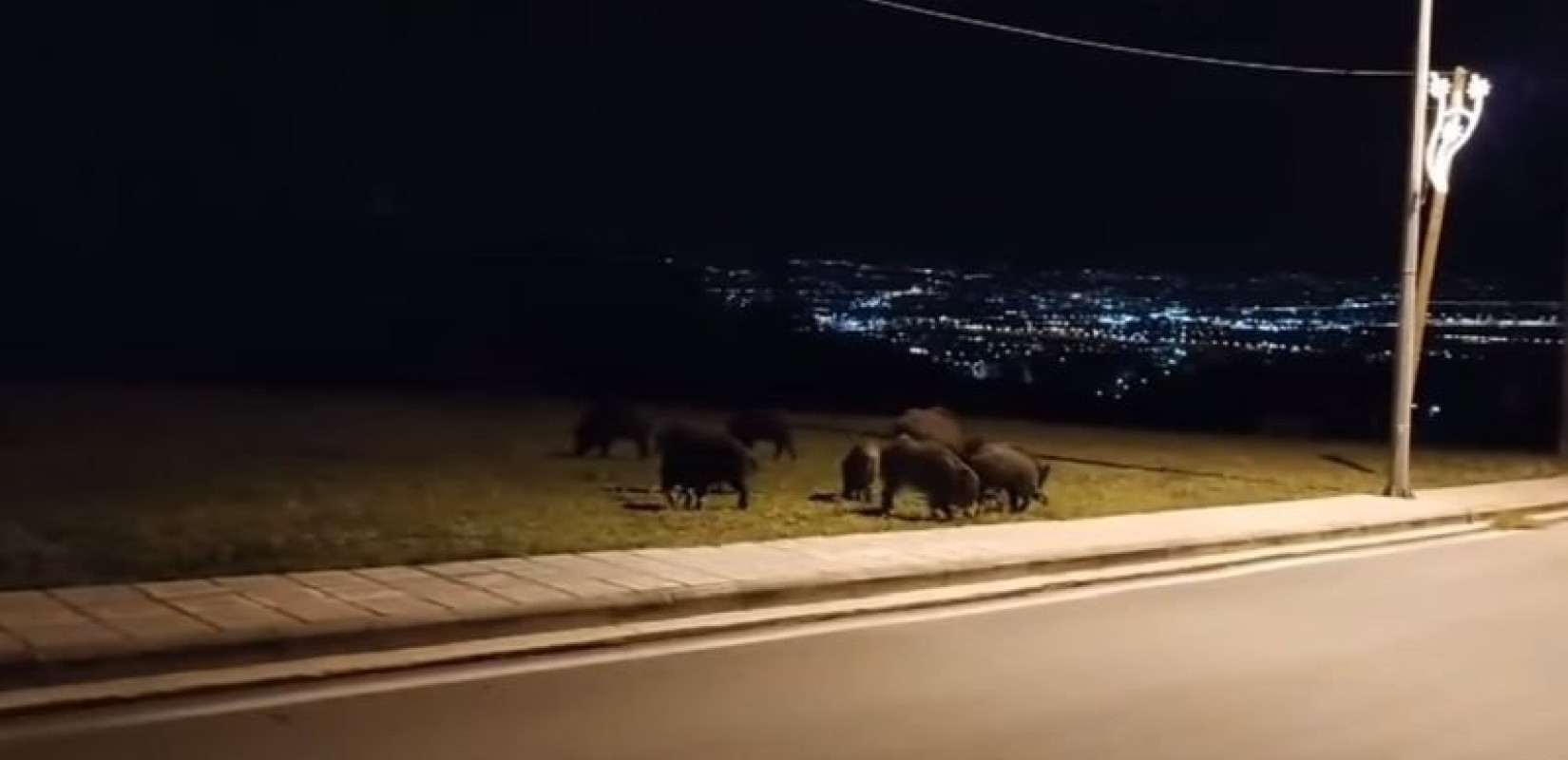 Νυχτερινός εφιάλτης τα αγριογούρουνα στη Φθιώτιδα - Αγέλες στη ΒΙΠΕ και στην εθνική οδό